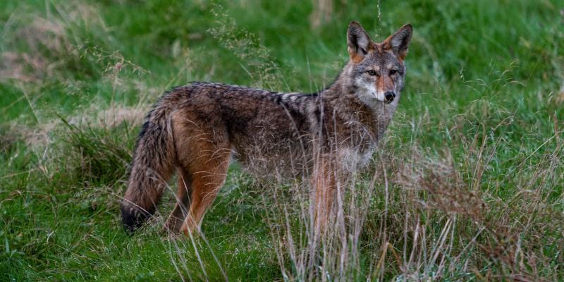 image of a coyote