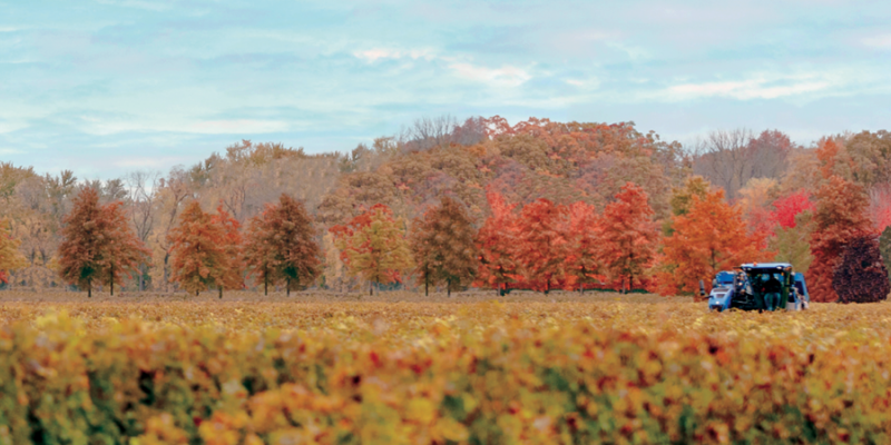 Tractor in a vineyard in the fall