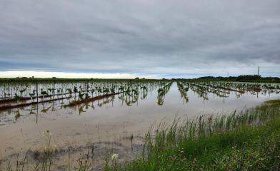 A flooded vineyard in notl