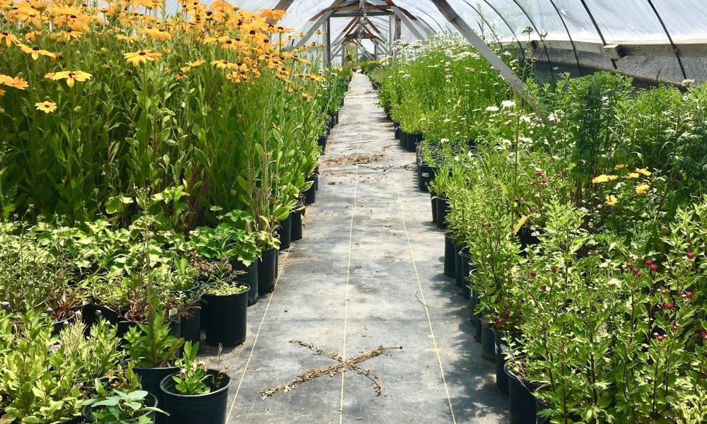 Plants lined up in a greenhouse