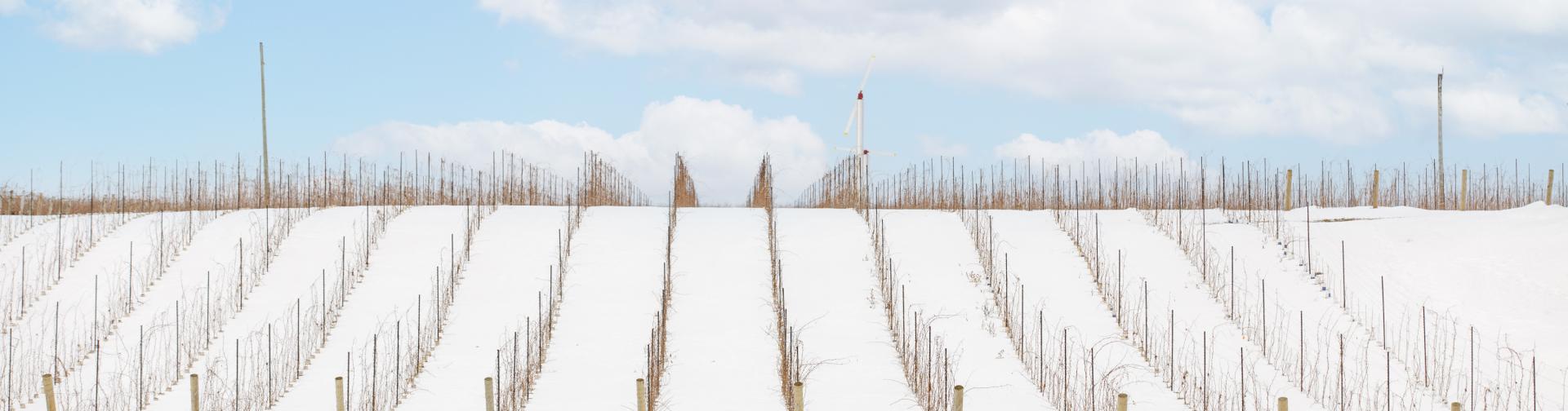 A winter photo of a niagara-on-the-lake vineyard.