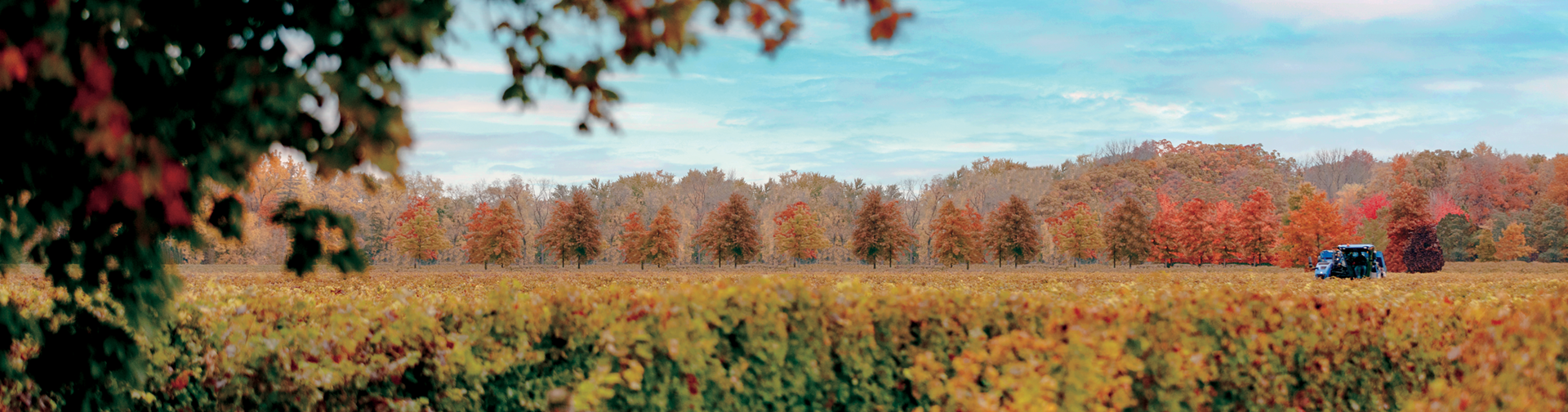 A vineyard in the fall
