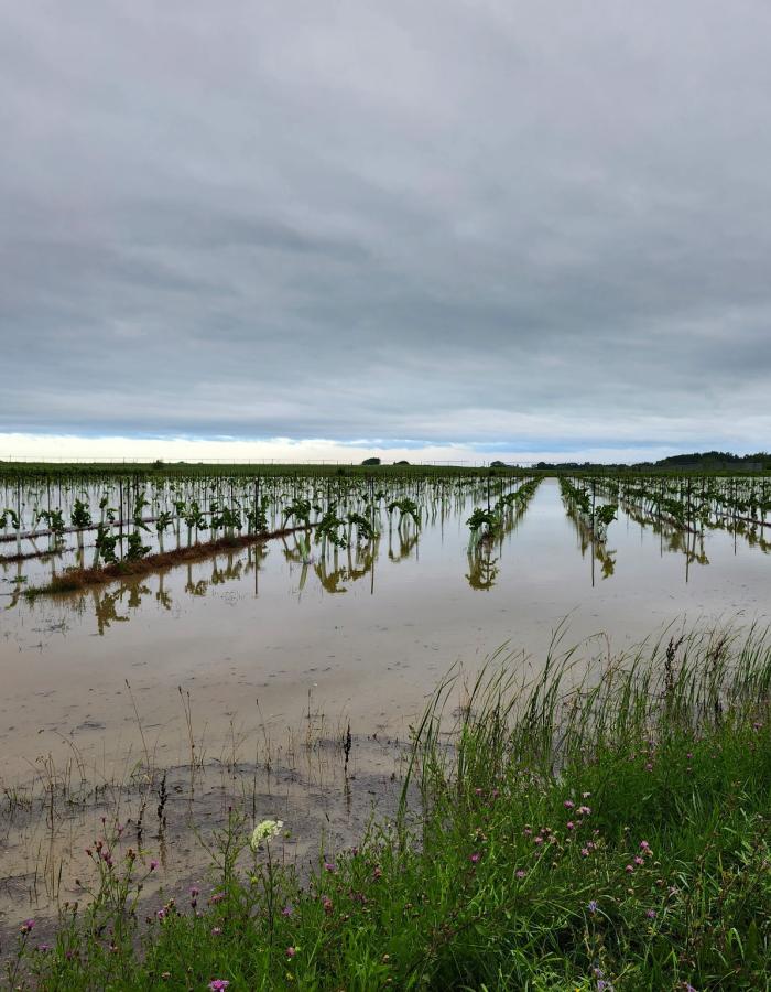 A flooded vineyard in notl