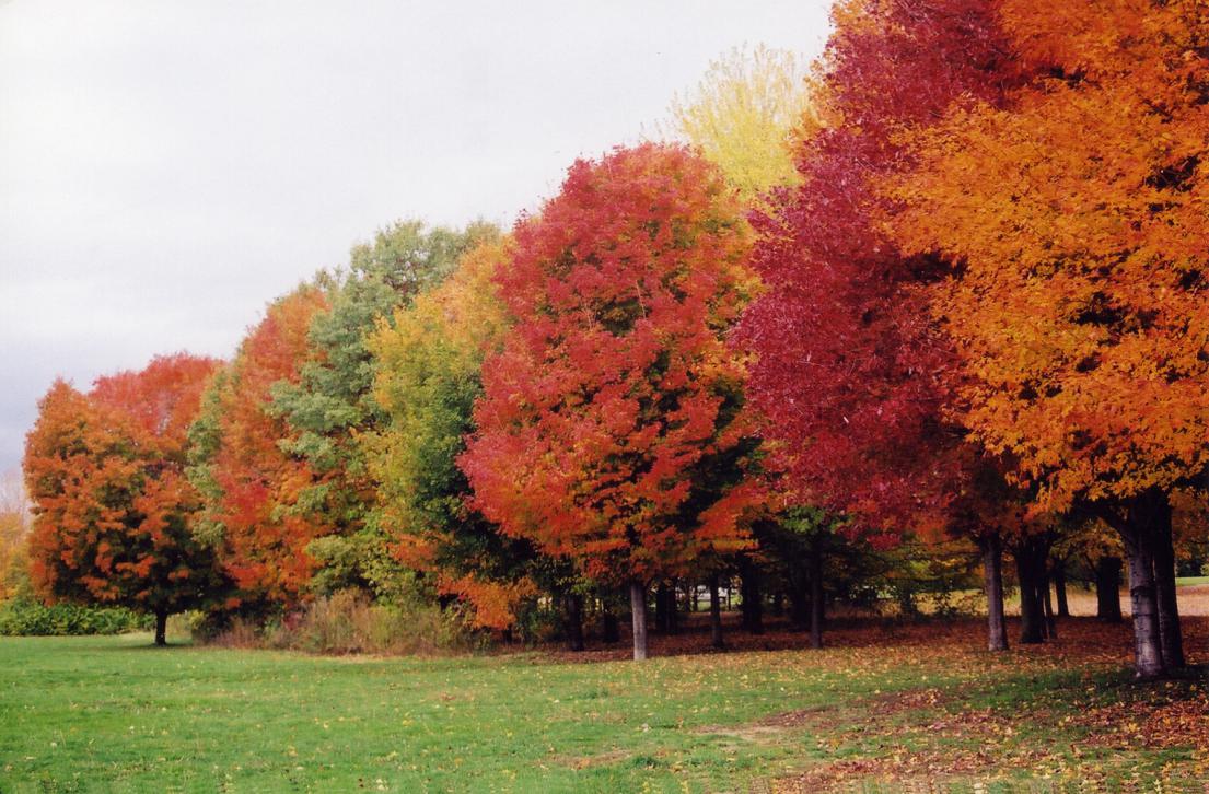 Colourful trees in the fall