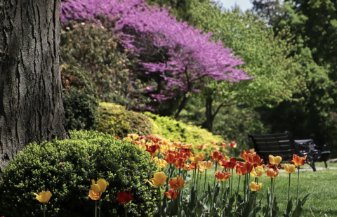 Image of a garden with purple, red, yellow and orange flowers.
