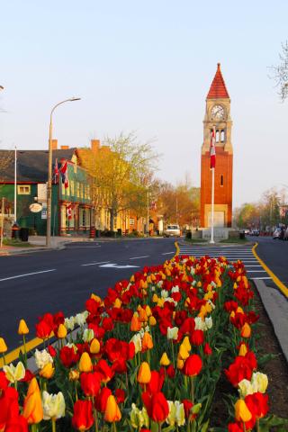 Image of flower beds in front of the Cenotaph. 