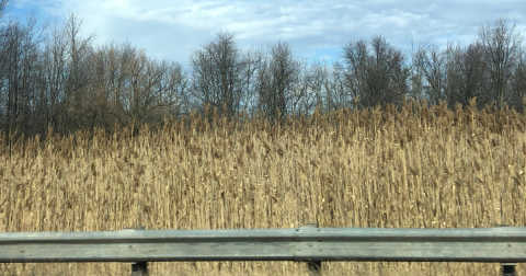 Invasive phragmites growing along a roadway