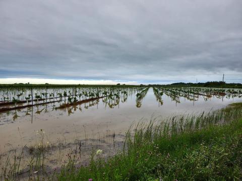 A flooded vineyard in notl