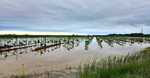Flooded Vineyards in NOTL