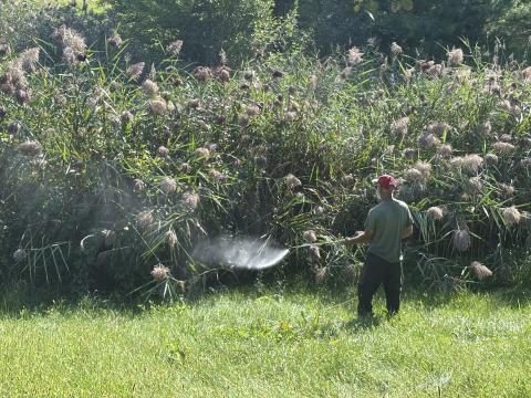 Town Staff working on invasive phragmites control