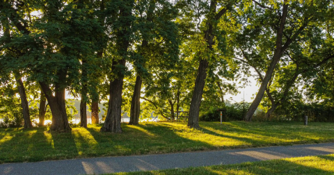 Image of treescape and a public trail in Niagara-on-the-Lake